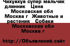 Чихуахуа супер мальчик длинник › Цена ­ 13 000 - Московская обл., Москва г. Животные и растения » Собаки   . Московская обл.,Москва г.